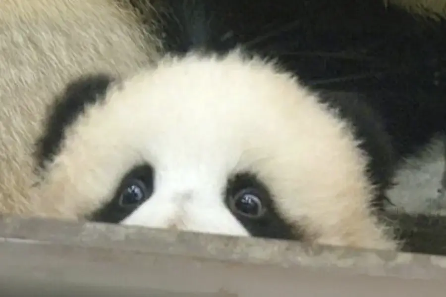 גרפיקאי-ת: <strong>אקי ימין</strong>